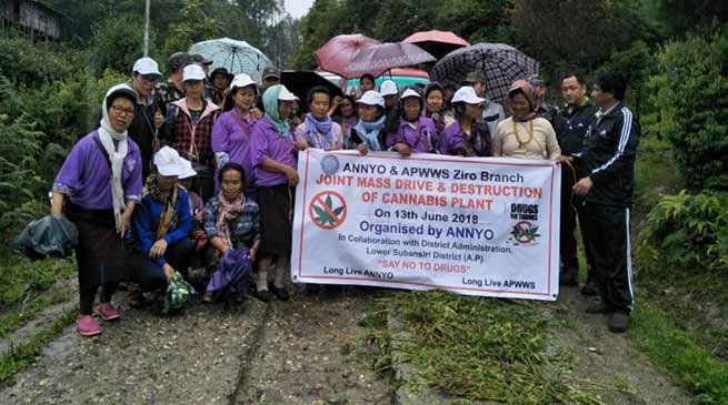 Arunachal: Joint Drive for destruction of cannabis plants