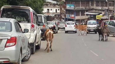 Itanagar: Animals still roaming on streets, Disregard of government orders