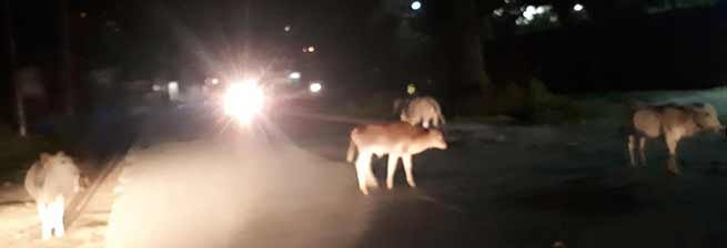 Itanagar: Animals still roam on the streets, Disregard of government orders