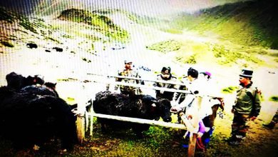 Arunachal: 120 yaks get treated in veterinary camp organised by Indian Army in Tawang