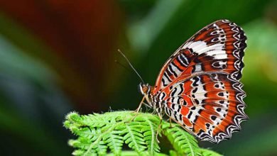 171 butterfly species recorded in Arunachal's Lower Subansiri district,