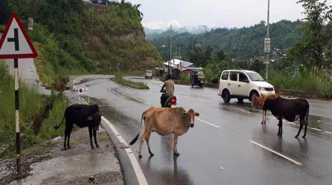 Itanagar: Stray cattle continue to pose threat to motorists in Capital complex