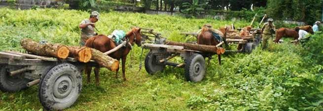 Arunachal: DFO Lohit seized huge quantity of Khair wood
