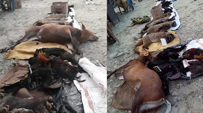Arunachal: Forest officials  confiscate wildlife meat