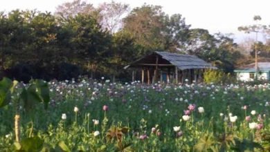 Arunachal:  Flourishing opium at Medo 
