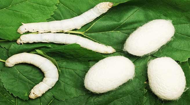 Arunachal: Training on Silkworm and cocoon technology 