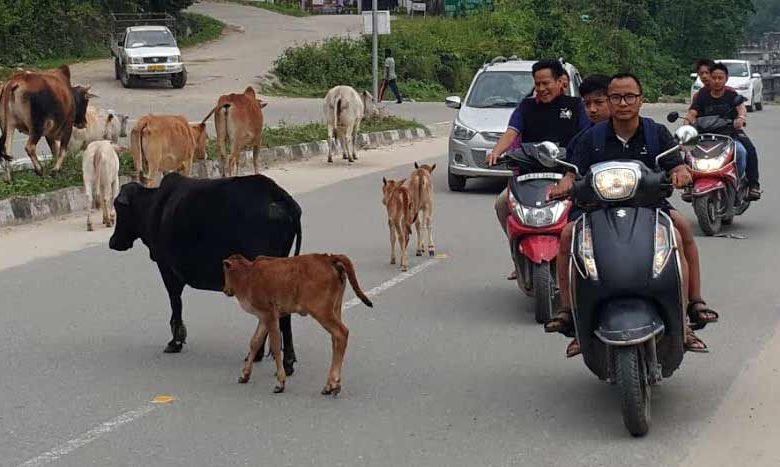 Itanagar: Clear stray animals from capital roads- DC directs IMC