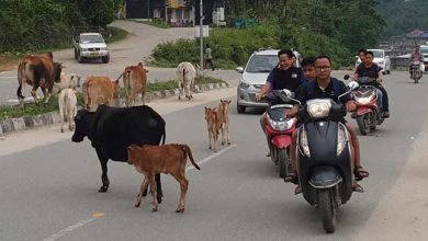 Itanagar: Stray animals will rule the capital road soon-commuters