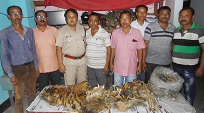Arunachal: 3 arrested with Tiger Skin and Organs