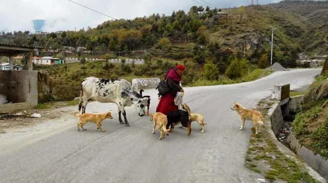 Arunachal: Stray dog menace hits Tawang