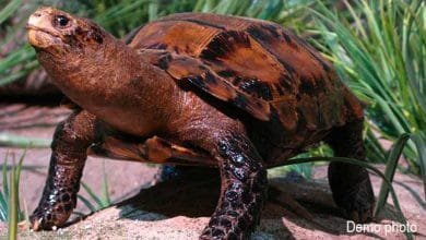 Itanagar: ‘Impressed Tortoise’ sighted in Banderdewa 