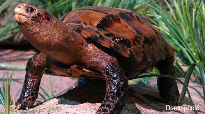 Itanagar: ‘Impressed Tortoise’ sighted in Banderdewa 