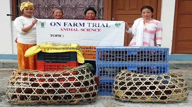 Arunachal: Improved Poultry breed introduced in Anjaw