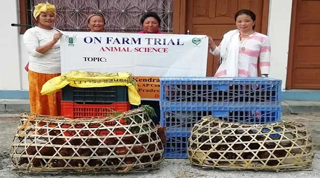 Arunachal: Improved Poultry breed introduced in Anjaw