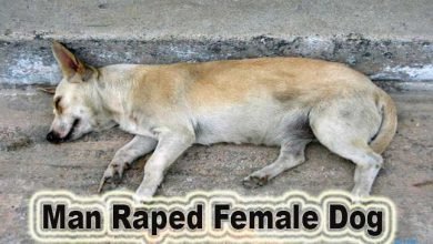 Mumbai: Man Arrested For Allegedly Raping Female Stray Dog