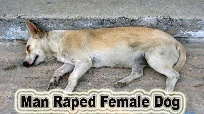 Mumbai: Man Arrested For Allegedly Raping Female Stray Dog
