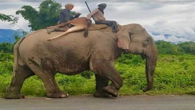 Arunachal:  two persons carrying hunted Sambar on elephant captured on Camera 