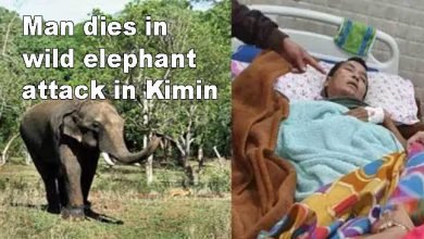 Arunachal: Man dies in wild elephant attack in Kimin