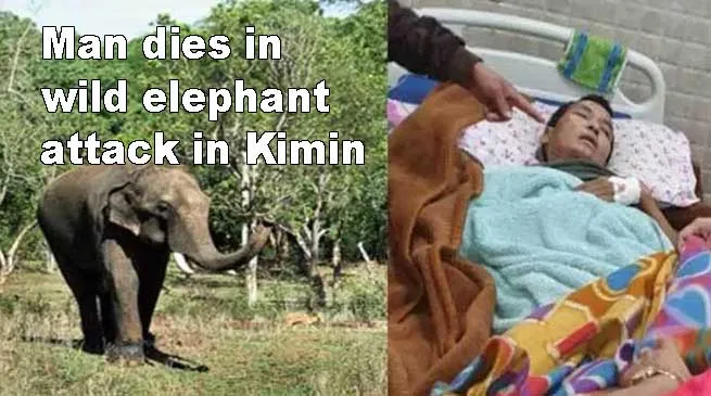 Arunachal: Man dies in wild elephant attack in Kimin