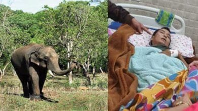 Arunachal: Man sustains critical injuries in elephant attack