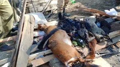 Arunachal: Forest officials seized 30 nos of carcass wild animals