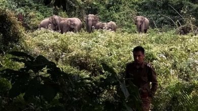 Arunachal: Be alert......elephant herd on the move- forest department