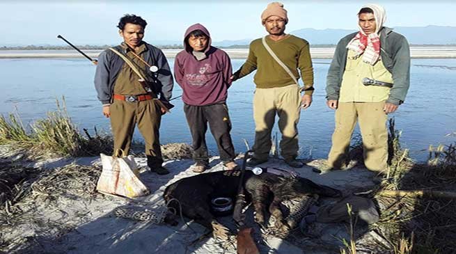 Arunachal: Hunter arrested with killed Wild Boar from D. Ering WL Sanctuary