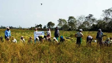 Arunachal: Krishi Vigyan Kendra organised “Field Day” on Toria (Rapeseed) at Nampong