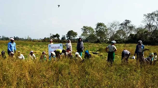 Arunachal: Krishi Vigyan Kendra organised “Field Day” on Toria (Rapeseed) at Nampong