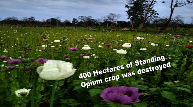 Arunachal: 400 Hectares of Standing Opium crop was destroyed in Lohit Reserve Forest