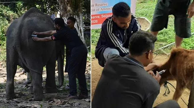 Arunachal: vaccination camp for animals in PTR