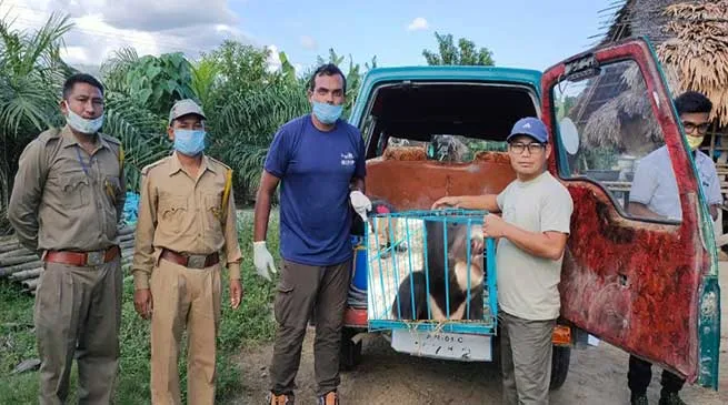 Arunachal: Rescued Asiatic Himalayan Bear Cub handed over to CBRU PTR Seijosa