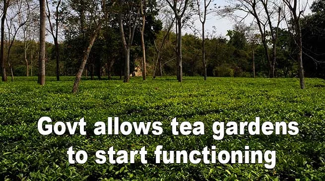 Arunachal govt allows tea gardens to start functioning from April 15