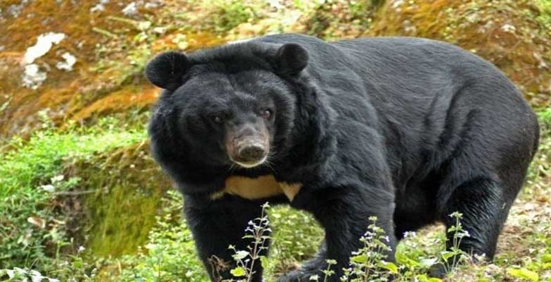 Arunachal: Two injured in bear attack in Mengio