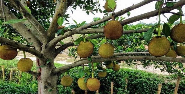 Arunachal:  Expert’s study sought on possible reason for dieback or death of Jack fruit trees from Siang belt