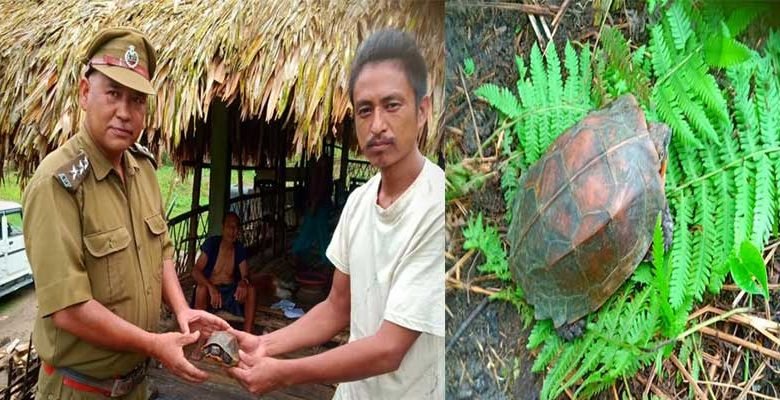Arunachal: Keeled box turtle released in Sibiyamukh Range of DEWS