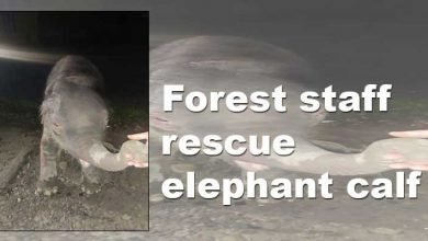 Arunachal: Forest staff rescue elephant calf from Remi WRC field