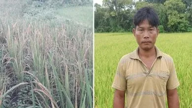 Arunachal:  WBPH pests damaging paddy fields extensively, farmers crying for the govt help
