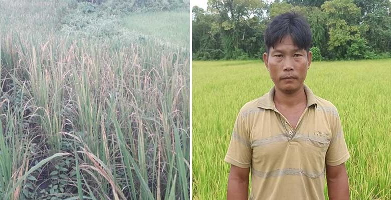 Arunachal:  WBPH pests damaging paddy fields extensively, farmers crying for the govt help