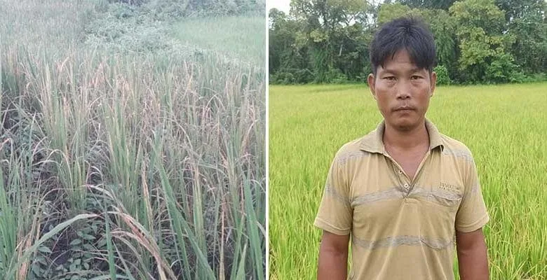 Arunachal:  WBPH pests damaging paddy fields extensively, farmers crying for the govt help
