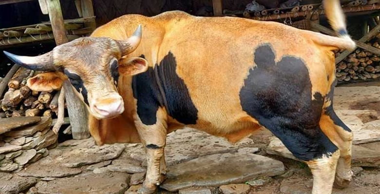Arunachal- Ear taging and Vaccination of animals begins to eradicate FMD and Brucellosis by 2025