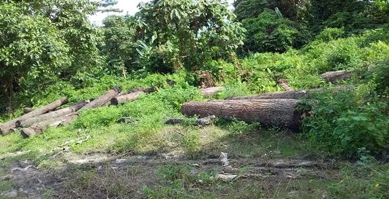Arunachal: AdiSU East Siang and ATASU to fight against illegal timber logging with Seram village