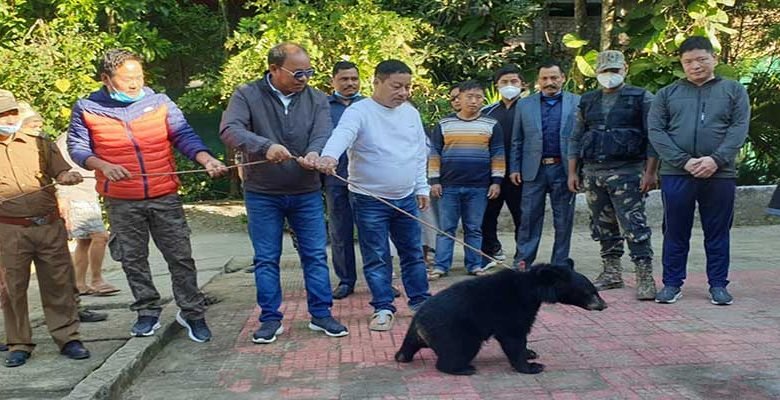 Arunachal: Rescued Himalayan Black Bear gets place in Itanagar Zoo