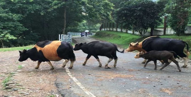 Arunachal: Bogong and Bosing Banggo to regulate open cattle grazing
