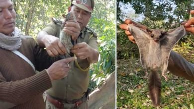 Arunachal: Two rescued flying squirrels released in D. Ering Wildlife Sanctuary
