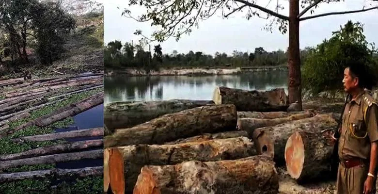 Arunachal: Central Mobile Squad with Pasighat FD destroys several illegal logs