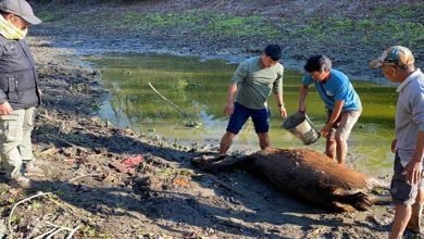 Arunachal: Female Sambar Deer found dead in DEWS