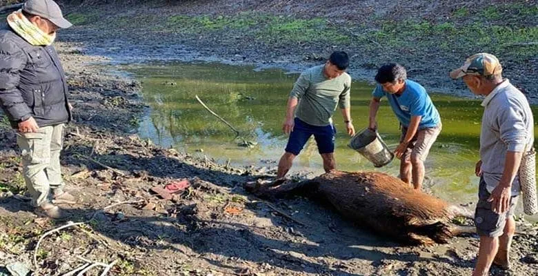 Arunachal: Female Sambar Deer found dead in DEWS