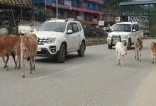 Itanagar: Stray animals continue to rule city roads  