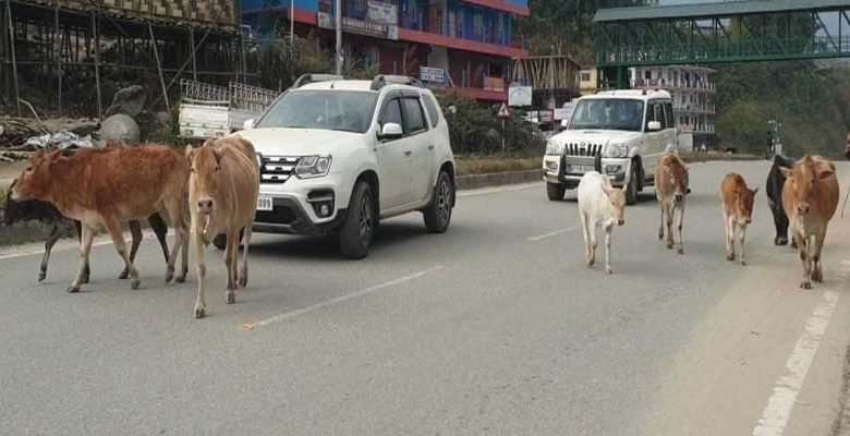 Itanagar: Stray animals continue to rule city roads  